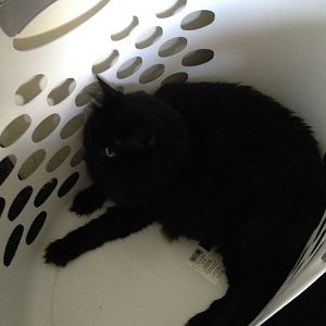 Laundry Basket Kitty is on duty