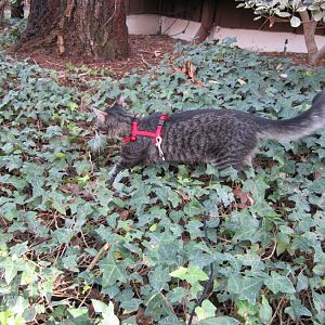 Advice on harness/ walking cat outside