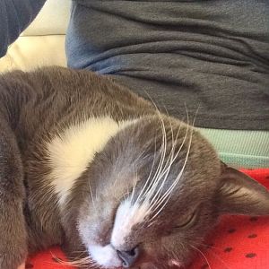Post Pics Of Your Cat's favorite napping spot