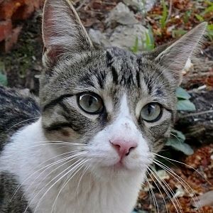 Picture of the Month - Feral Cats - October 2014
