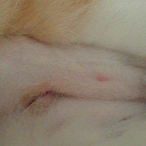 Is my kitten's spay incision healing correctly?