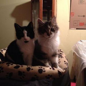 Mom Cat and Kittens - Need Help!!