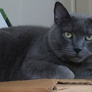 Russian blue breed?! Curious!