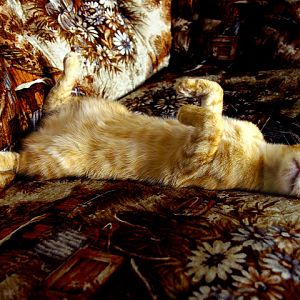 Cat Bellies Pictures - Picture of the Month for November 2014!