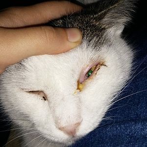 What's wrong with my cat's eye?