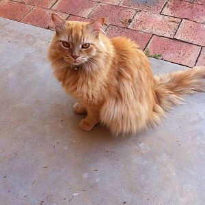 Very fluffy ginger cat
