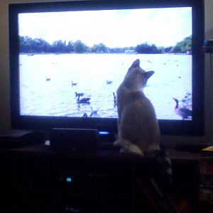 Are videos for cats teasing or entertaining?