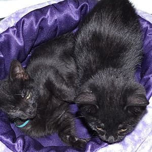 Foster kittens--bottle feeding babies now 8 weeks old