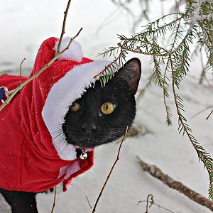 My favorite pictures of Alice in the snow :)