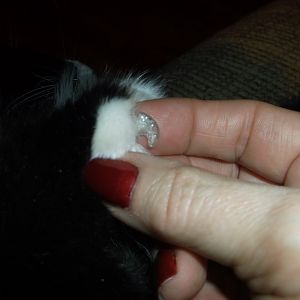 soft claws sizing/question