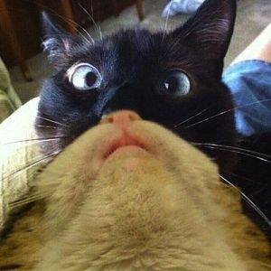 look at this cats beard! (funny)