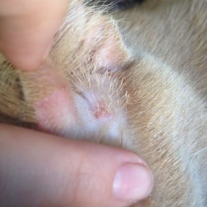 Fur loss and bleeding on cat's face? Please help!