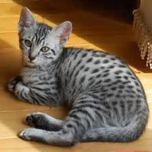 Is my cat an Egyptian mau
