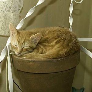 Kitten sleeps in plants