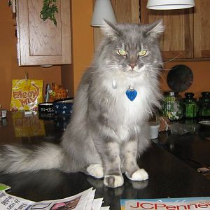 Maine Coon mixes are unlikely, right?