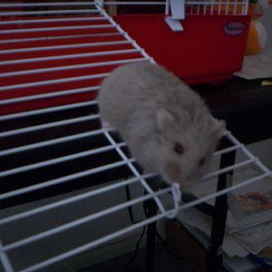Any hamster lovers?