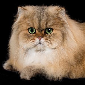 What is the ideal height of an exotic shorthair's nose?