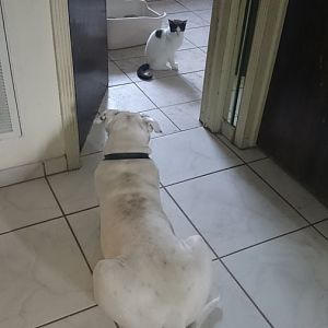 Dog wont leave new cat alone....