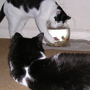 can cats eat guppies?