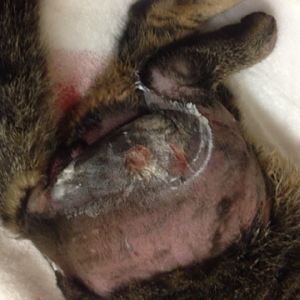 Cat with Tear in Urethra