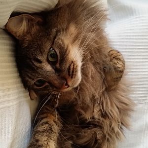 He is a maine coon right?