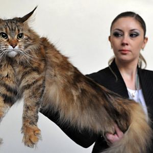 maine coon?