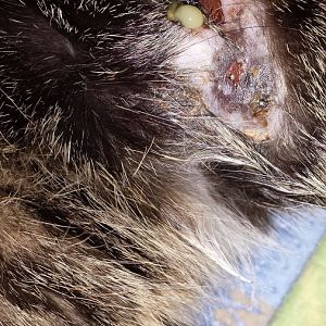 An extremely unique/sad/crazy situation *Warning, wound pics in post*