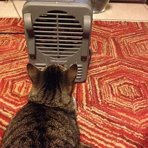 A kitty and his heater