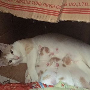 New cat family