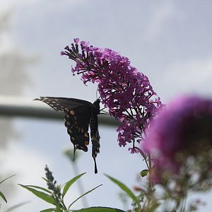 Butterflies By Request
