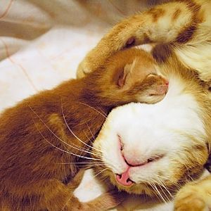 Picture of the Month: Feline Love Shots!