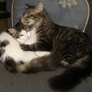 Picture of the Month: Feline Love Shots!