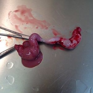 Pyometra - Just in time...