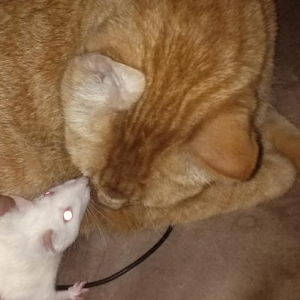 Cat meet Rat
