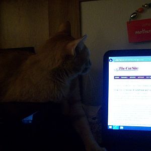 Norville surfing his favorite website!