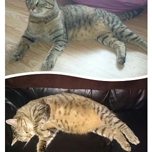 Is my cat too fat?