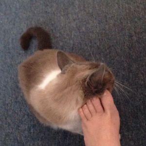 Let's see your cat's foot fetish!!