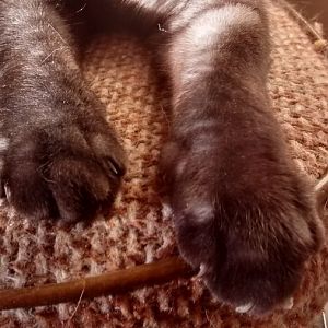 Show us your...furry feet!