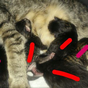 Cuddles's Kittens