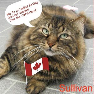 Thought we could use some Canadian content and cat related at the same time..