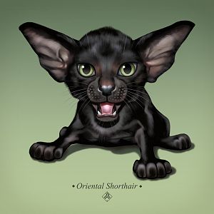 Kitten illustration project.
