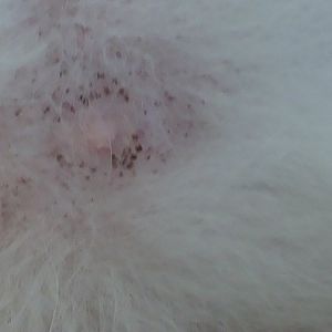 black spots around my male cat's nipples