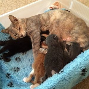Sox had her kittens!!!