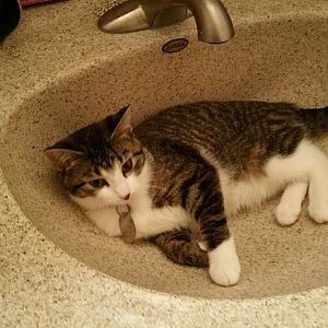 kitten owner update