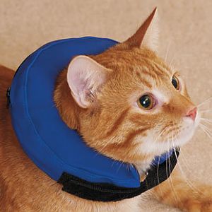 Cat in cone -- affecting urination?