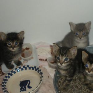 New to site with kittens