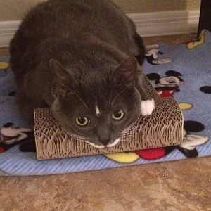 cat loves this scratch pad to lay on