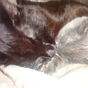 my 2 cuties...zazzles (grey kitten) ad doom
