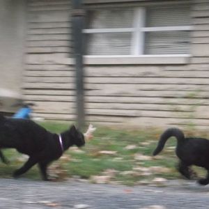 Picture of the Month: Cats Having Fun (With prizes!)