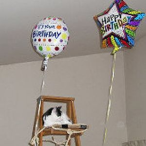 Your cats' birthdays
